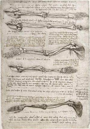 Leonardo da Vinci „Anatomiestudie“ 201 x 293 cm