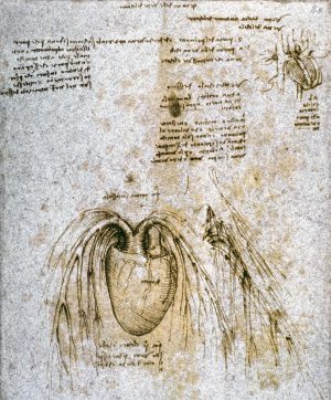 Leonardo da Vinci „Anatomiestudie“ 208 x 285 cm