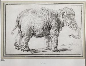 Rembrandt “Un Eléphant“ 340 x  230 cm