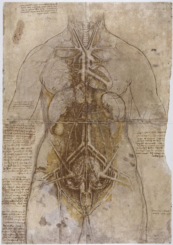 Leonardo da Vinci "Anatomiestudie" 332 x 476 cm