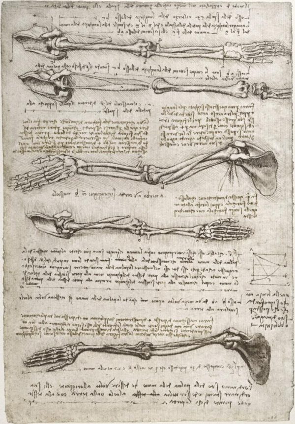 Leonardo da Vinci "Anatomiestudie" 201 x 293 cm