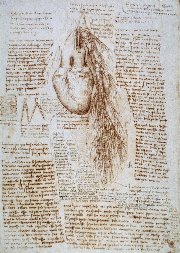 Leonardo da Vinci "Anatomiestudie" 203 x 288 cm