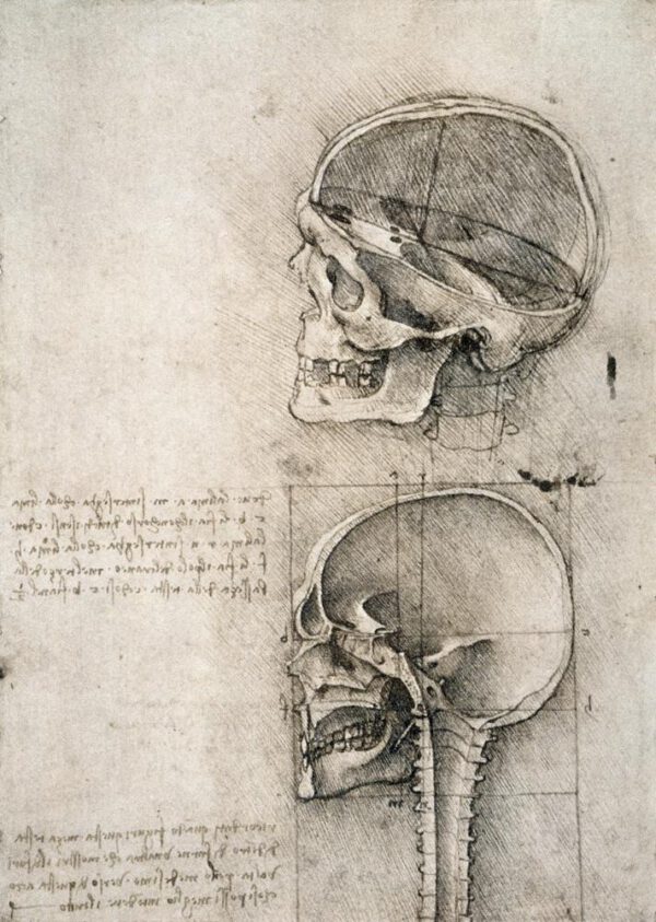 Leonardo da Vinci "Anatomiestudie" 134 x 188 cm